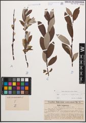Foto von Salix caprea L. x Salix lapponum L.